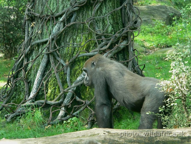 congo gorilla 12.jpg - Outdoor gorilla exhibit.